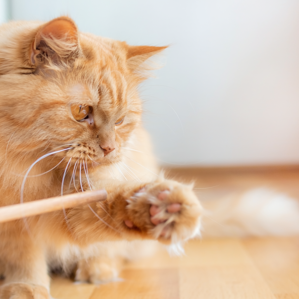 Cat toy